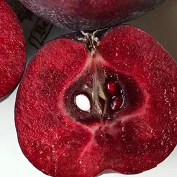 Discover the Timeless Charm of Robert’s: A Legacy of Quality and Tradition